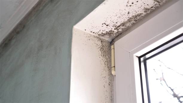 Best Residential Mold Removal  in Monon, IN