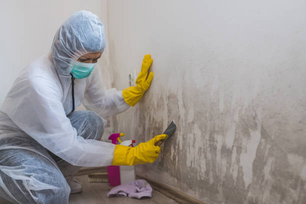 Best Attic Mold Removal  in Monon, IN