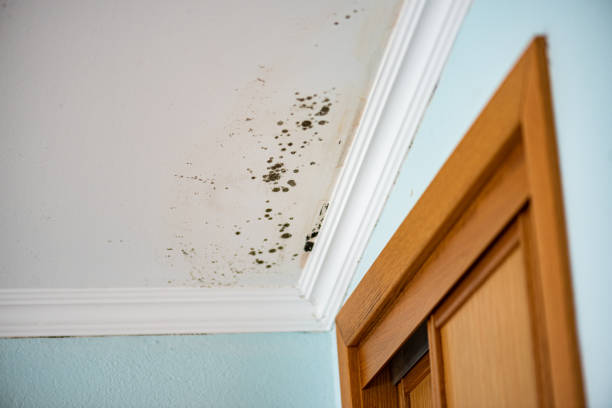 Best Best Mold Removal Companies  in Monon, IN