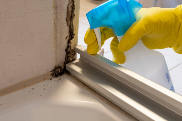 Best Professional Mold Removal  in Monon, IN