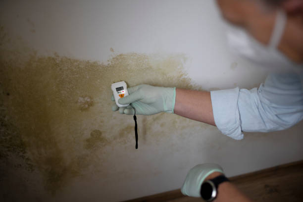 Professional Mold Removal in Monon, IN