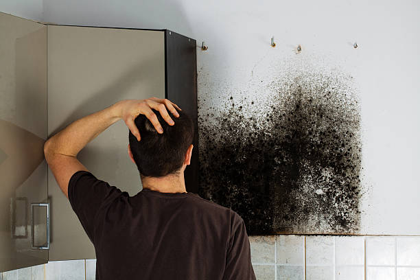 Mold Removal Process in Monon, IN