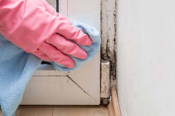 Best Mold Removal Process  in Monon, IN