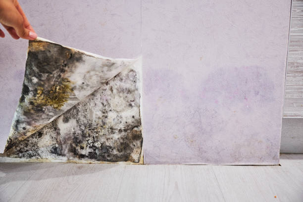 Best Commercial Mold Removal  in Monon, IN